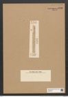 Clavicula polymorpha var. amphilepta Grun. (de-Toni-Nr.: Genus 75, Species 2800) Zeichnungen Sammlung Grunow Nr. 5748 (NHMW-BOT-W0374136)